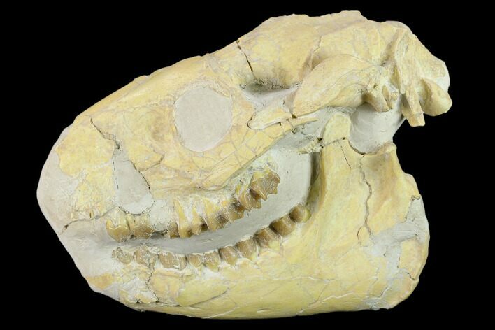 Fossil Oreodont (Merycoidodon) Skull - Wyoming #134350